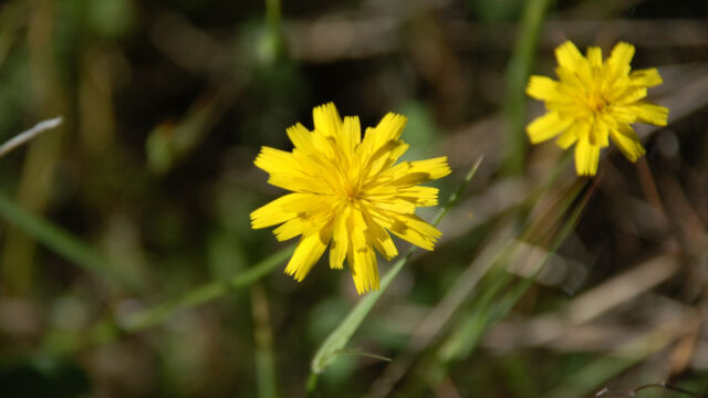 Hypochaeris radicata Hairy Cats Ear, Hypochaeris radicata