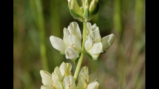 Lupine