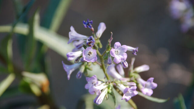 Eriodictyon californicum Yerba Santa, Eriodictyon californicum