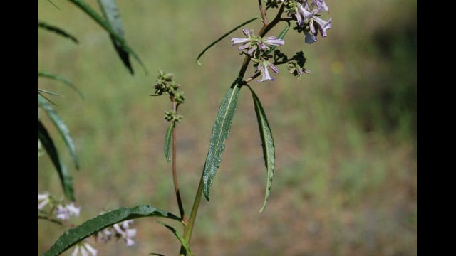 Eriodictyon californicum Yerba Santa, Eriodictyon californicum