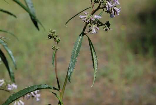 Eriodictyon californicum Yerba Santa, Eriodictyon californicum