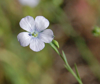 Linum bienne Pale Flax, Linum bienne