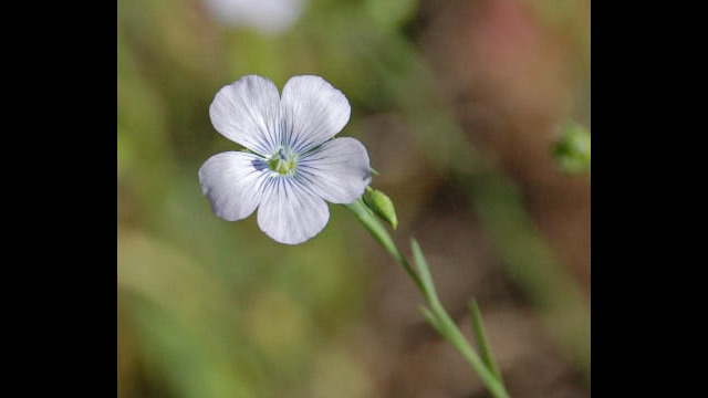Linum bienne Pale Flax, Linum bienne