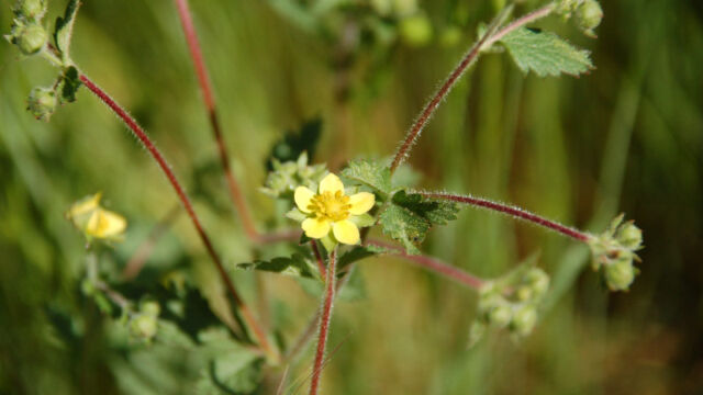 Cinquefoil sp.