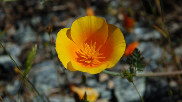 Poppy