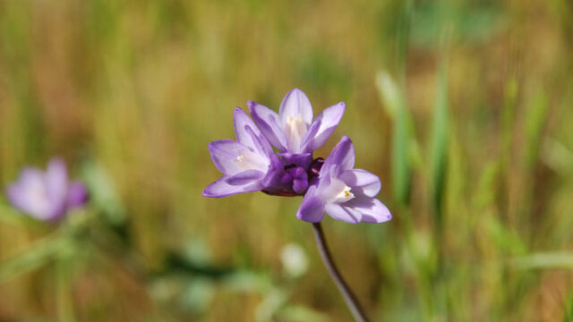 Dichelostemma capitatum Blue Dicks, Dichelostemma capitatum