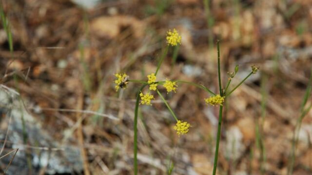 Foeniculum vulgare Hairy Fennel?, Foeniculum vulgare
