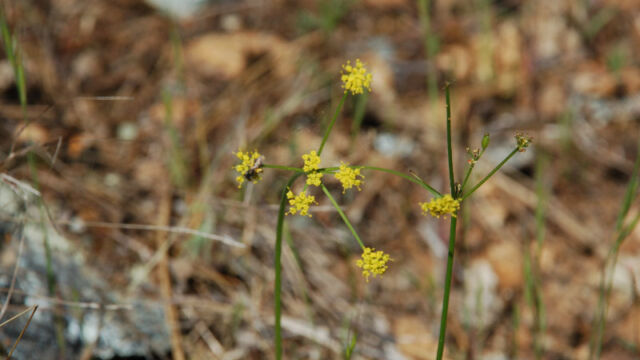 Foeniculum vulgare Hairy Fennel?, Foeniculum vulgare