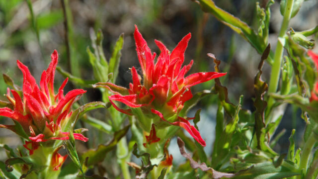 Castilleja sp. Paintbrush, Castilleja sp.
