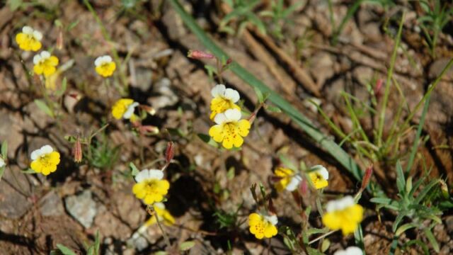 Mimulus bicolor Yellow and White Monkeyflower, Mimulus bicolor