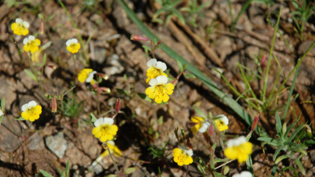 Mimulus bicolor Yellow and White Monkeyflower, Mimulus bicolor