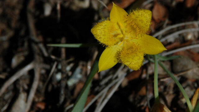 Calochortus monophyllus Yellow Star Tulip, Calochortus monophyllus