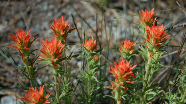 Castilleja sp. Paintbrush, Castilleja sp.