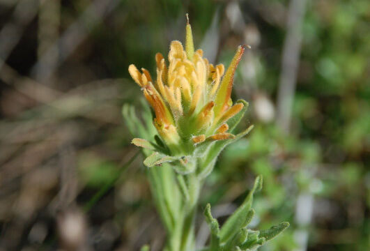 Castilleja sp. Paintbrush, Castilleja sp.
