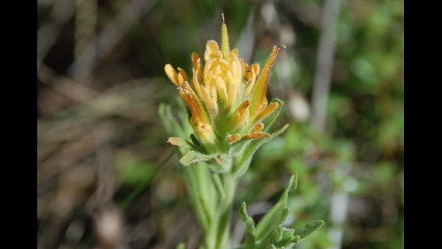 Castilleja sp. Paintbrush, Castilleja sp.