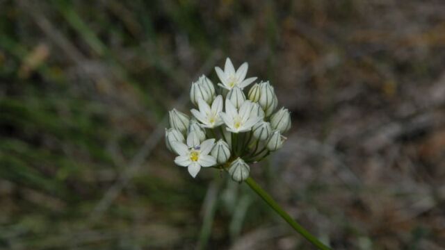 Triteleia hyacinthina Wild Hyacinth, Triteleia hyacinthina