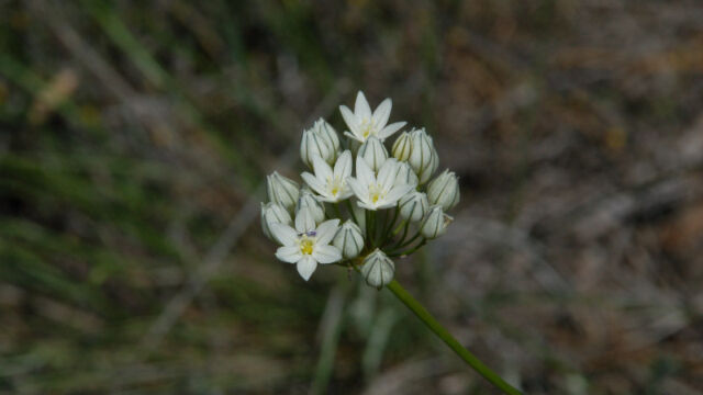 Triteleia hyacinthina Wild Hyacinth, Triteleia hyacinthina