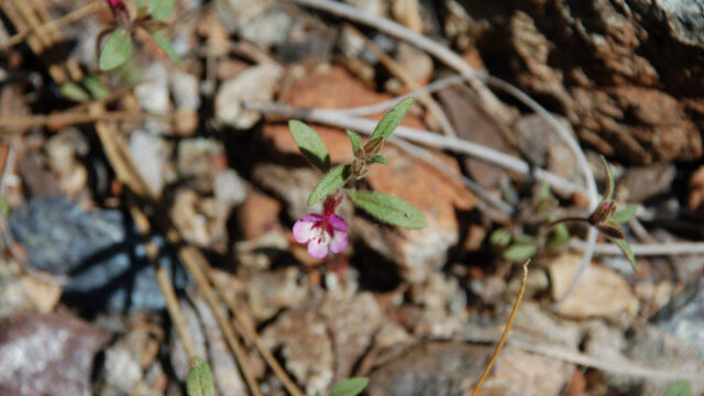 Mimulus layneae Layne's Monkeyflower, Mimulus layneae