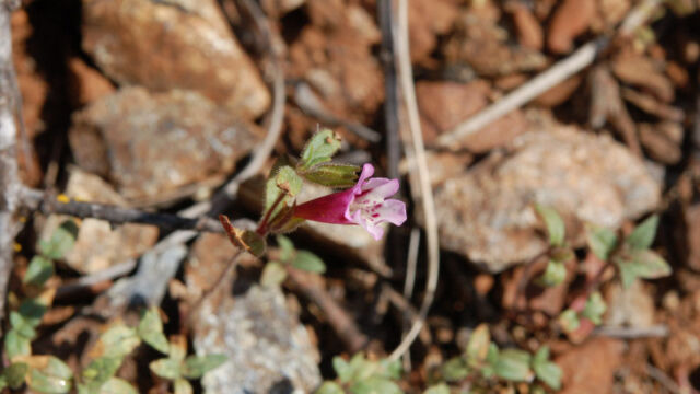 Mimulus layneae Layne's Monkeyflower, Mimulus layneae