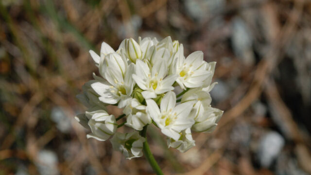 Triteleia hyacinthina Wild Hyacinth, Triteleia hyacinthina