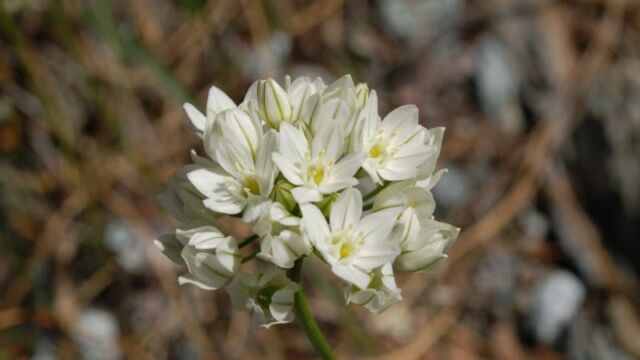 Triteleia hyacinthina Wild Hyacinth, Triteleia hyacinthina