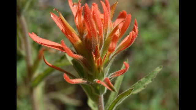Castilleja sp. Paintbrush, Castilleja sp.