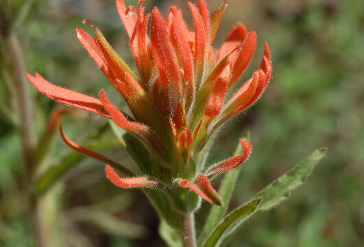 Castilleja sp. Paintbrush, Castilleja sp.
