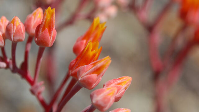 Dudleya cymosa Canyon Liveforever, Dudleya cymosa