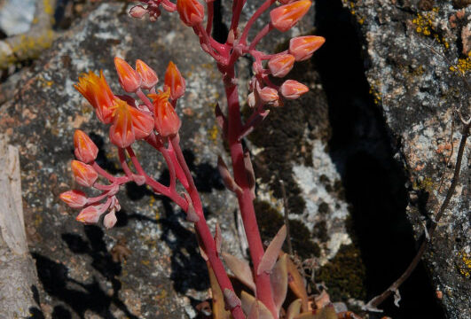 Dudleya cymosa Canyon Liveforever, Dudleya cymosa