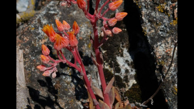 Dudleya cymosa Canyon Liveforever, Dudleya cymosa