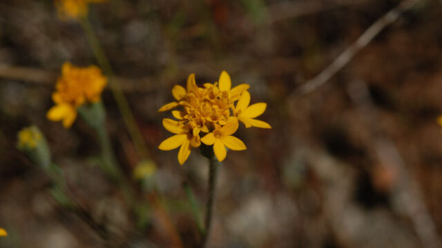 Chaenactis gabriuscula Yellow Pincushion, Chaenactis gabriuscula