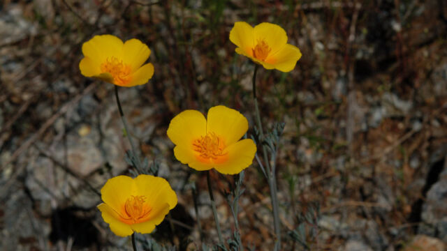Poppy