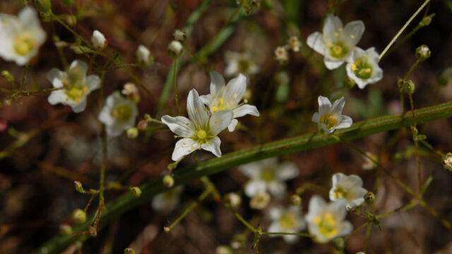 Minuartia douglasii Sandwort, Minuartia douglasii