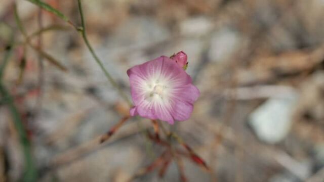Sidalcea glaucescens Waxy Checkerbloom, Sidalcea glaucescens