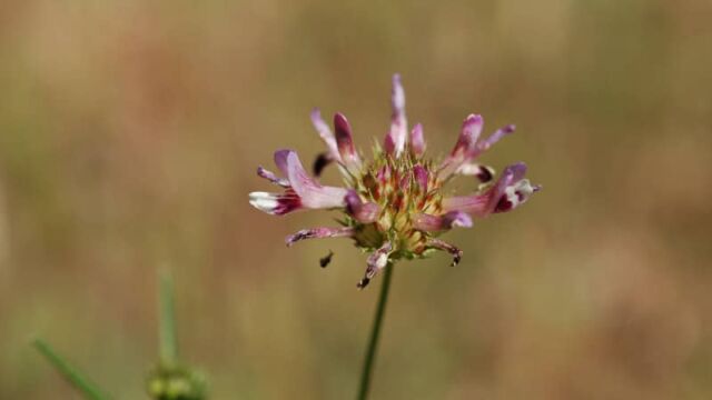 Trifolium willdenovii Tomcat Clover, Trifolium willdenovii