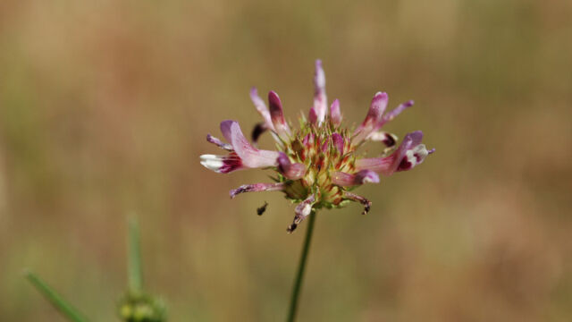 Trifolium willdenovii Tomcat Clover, Trifolium willdenovii