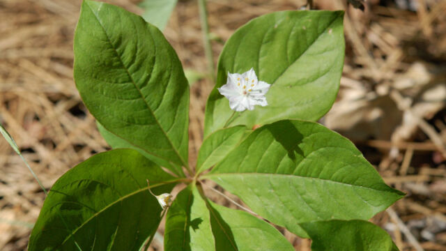 Trientalis latifolia Woodland Star, Trientalis latifolia