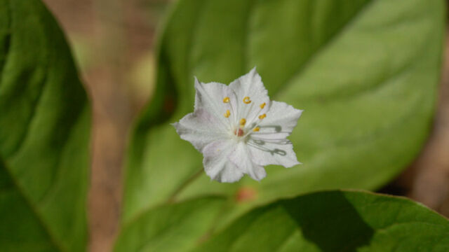 Trientalis latifolia Woodland Star, Trientalis latifolia