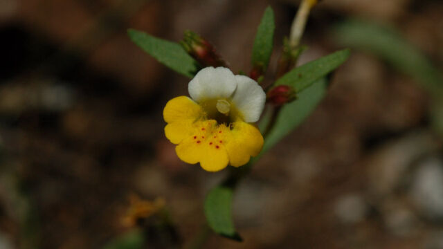 Mimulus bicolor Yellow and White Monkeyflower, Mimulus bicolor