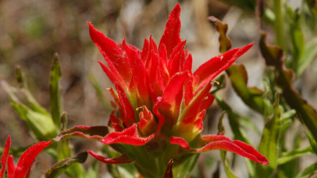 Castilleja sp. Paintbrush, Castilleja sp.