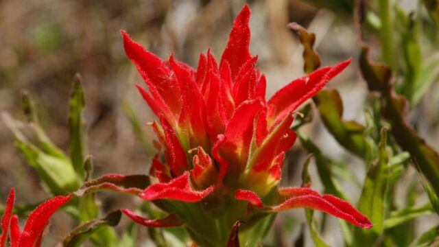 Castilleja sp. Paintbrush, Castilleja sp.