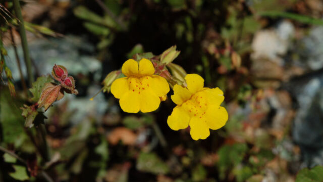 Mimulus guttatus Common Yellow Monkeyflower, Mimulus guttatus