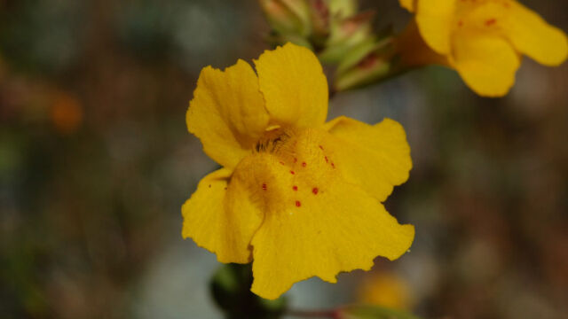 Mimulus guttatus Common Yellow Monkeyflower, Mimulus guttatus