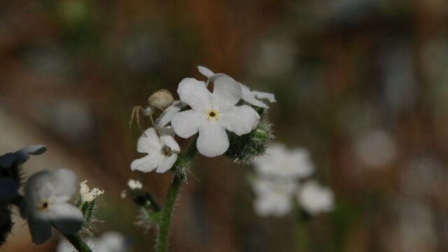 Plagiobothrys tenellus Popcorn Flower, Plagiobothrys tenellus