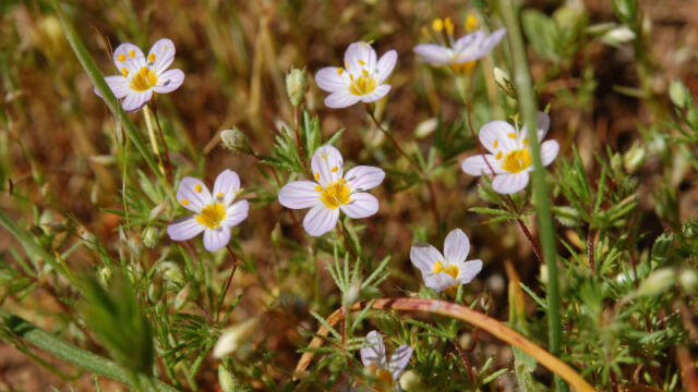 Leptosiphon filipes Thread Linanthus, Leptosiphon filipes