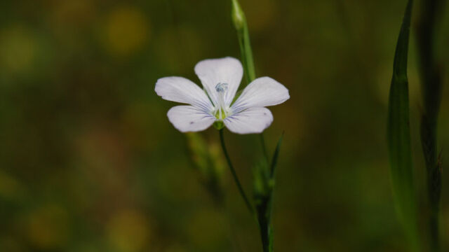 Linum bienne Pale Flax, Linum bienne
