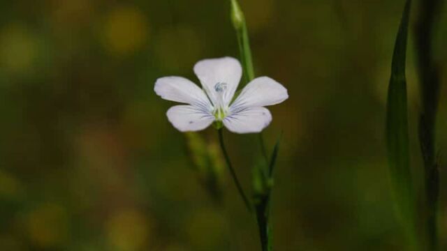 Linum bienne Pale Flax, Linum bienne