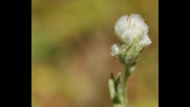 Micropus californicus Cotton Top, Micropus californicus