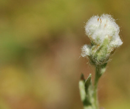 Micropus californicus Cotton Top, Micropus californicus