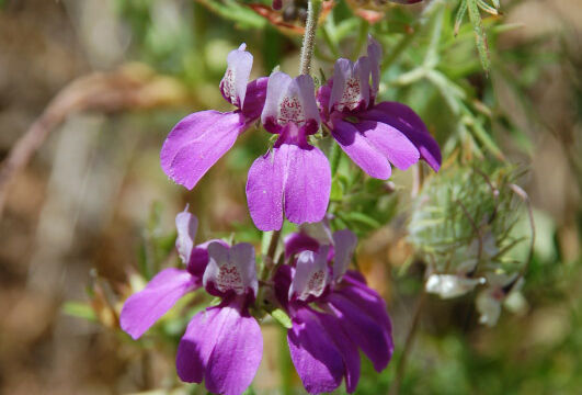Collinsia heterophylla Chinese Houses, Collinsia heterophylla